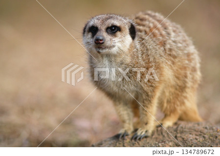 石の上で食事の到着を待ちわびるミーアキャット 134789672