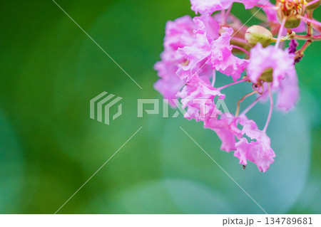 秋の花 サルスベリのピンクの色の花01 秋の花 サルスベリのピンクの色の花01 134789681