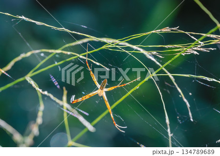 夏の山　野草にナガコガネグモの巣03 134789689
