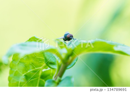 秋の森 日陰の木の葉とハエ04 秋の森 日陰の木の葉とハエ04 134789691