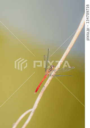 秋の水辺のアキアカネ02 134789716