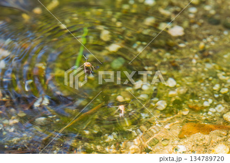 秋の水辺のシマアメンボ01 秋の水辺のシマアメンボ01 134789720