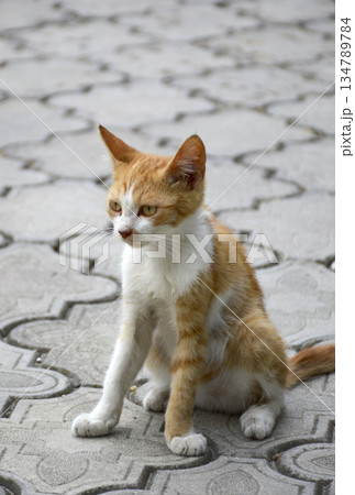 small, red, stray kitten sits on paving slabs small, red, stray kitten sits on paving slabs 134789784