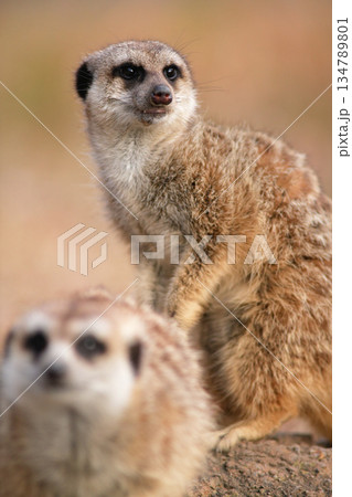 立ち上がって警戒するミーアキャット 134789801