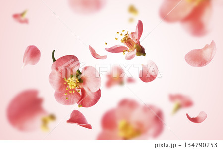 A beautiful image of spring pink flowers flying in the air. Levitation conception. High resolution image 134790253