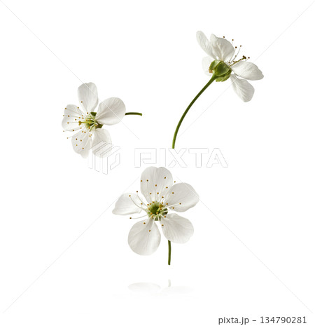 Beautiful spring cherry flowers falling in the air  134790281