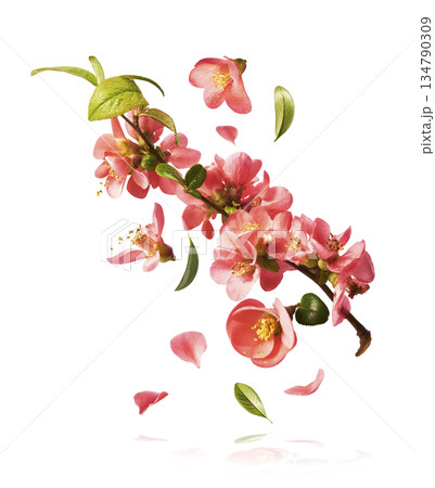 A beautiful image of spring pink flowers flying in the air. Levitation conception. High resolution image A beautiful image of spring pink flowers flying in the air. Levitation conception. High resolution image 134790309