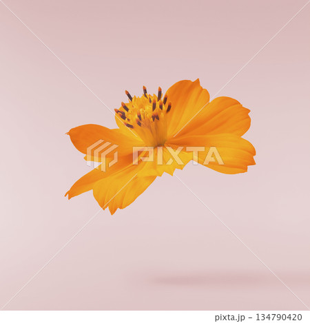 Beautiful orange cosmos flower falling in the air. Levitation or zero gravity flowers conception. Creative floral layout. High resolution image 134790420
