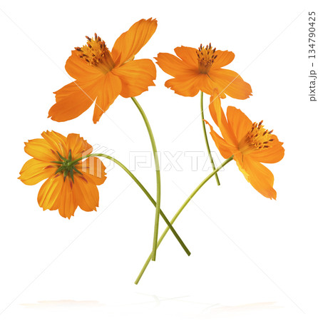 Beautiful orange cosmos flower falling in the air. Levitation or zero gravity flowers conception. Creative floral layout. High resolution image 134790425