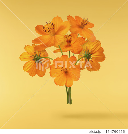 Beautiful orange cosmos flower falling in the air. Levitation or zero gravity flowers conception. Creative floral layout. High resolution image 134790426