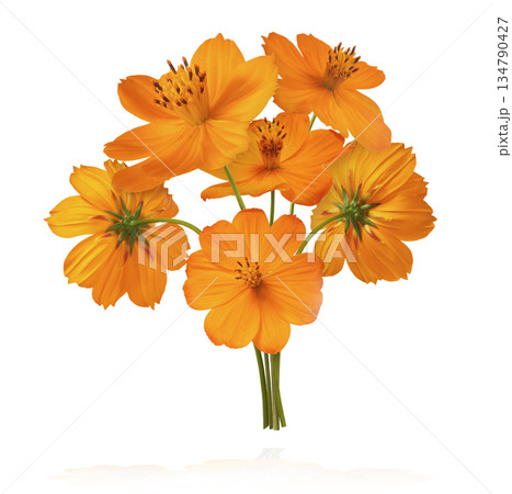 Beautiful orange cosmos flower falling in the air. Levitation or zero gravity flowers conception. Creative floral layout. High resolution image Beautiful orange cosmos flower falling in the air. Levitation or zero gravity flowers conception. Creative floral layout. High resolution image 134790427