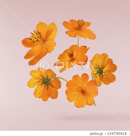 Beautiful orange cosmos flower falling in the air. Levitation or zero gravity flowers conception. Creative floral layout. High resolution image 134790428