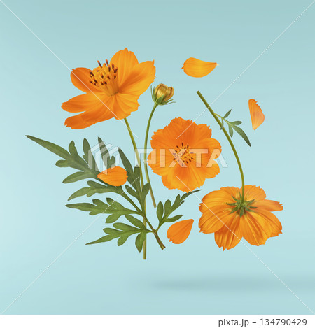 Beautiful orange cosmos flower falling in the air. Levitation or zero gravity flowers conception. Creative floral layout. High resolution image 134790429