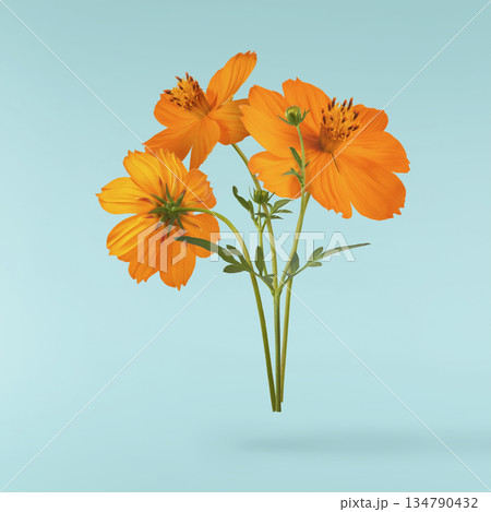 Beautiful orange cosmos flower falling in the air. Levitation or zero gravity flowers conception. Creative floral layout. High resolution image 134790432