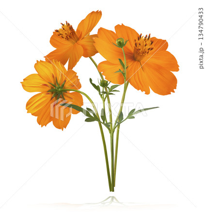 Beautiful orange cosmos flower falling in the air. Levitation or zero gravity flowers conception. Creative floral layout. High resolution image 134790433