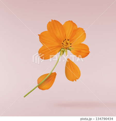 Beautiful orange cosmos flower falling in the air. Levitation or zero gravity flowers conception. Creative floral layout. High resolution image 134790434