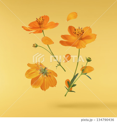 Beautiful orange cosmos flower falling in the air. Levitation or zero gravity flowers conception. Creative floral layout. High resolution image 134790436