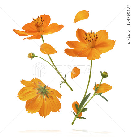 Beautiful orange cosmos flower falling in the air. Levitation or zero gravity flowers conception. Creative floral layout. High resolution image 134790437