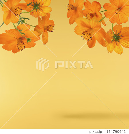 Beautiful orange cosmos flower falling in the air. Levitation or zero gravity flowers conception. Creative floral layout. High resolution image 134790441