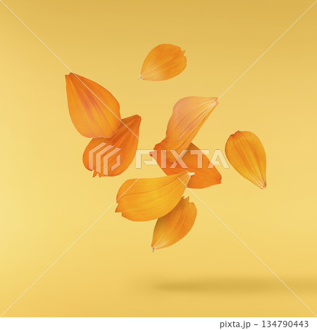 Beautiful orange cosmos flower falling in the air. Levitation or zero gravity flowers conception. Creative floral layout. High resolution image Beautiful orange cosmos flower falling in the air. Levitation or zero gravity flowers conception. Creative floral layout. High resolution image 134790443