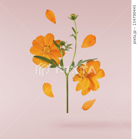 Beautiful orange cosmos flower falling in the air. Levitation or zero gravity flowers conception. Creative floral layout. High resolution image 134790445