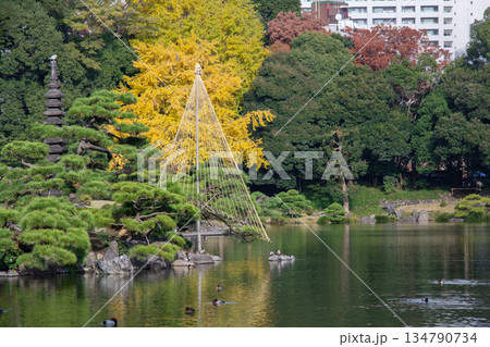 清澄庭園の池と雪吊り 松と紅葉が彩る秋の日本庭園風景 清澄庭園の池と雪吊り 松と紅葉が彩る秋の日本庭園風景 134790734