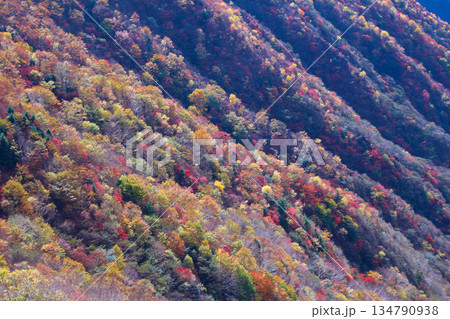 奥日光 半月山峠から見た紅葉 奥日光 半月山峠から見た紅葉 134790938