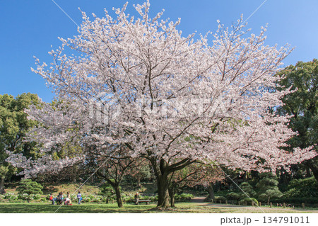 清澄庭園の桜が満開に咲く春の日本庭園 青空に映える大きな桜の木 134791011