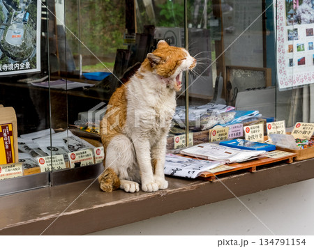 猫がいる風景大あくび 猫がいる風景大あくび 134791154