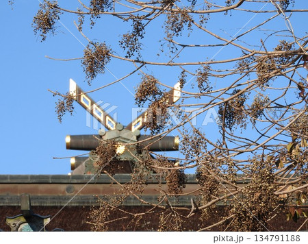 リョウブの果実 134791188