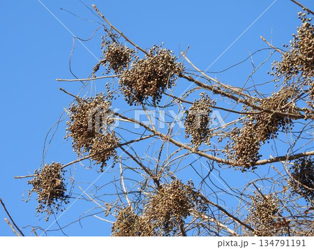 リョウブの果実 リョウブの果実 134791191