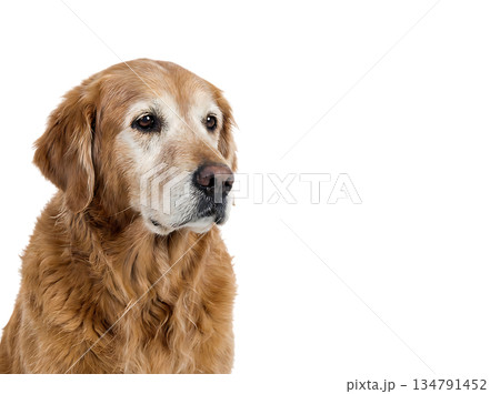 忠誠心を宿す穏やかな犬の静かなポートレート 134791452
