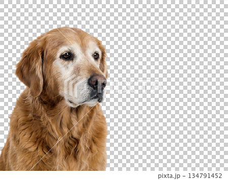 忠誠心を宿す穏やかな犬の静かなポートレート 134791452