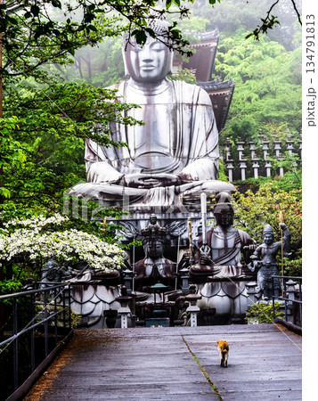 新緑に包まれる仏像と野良猫 134791813