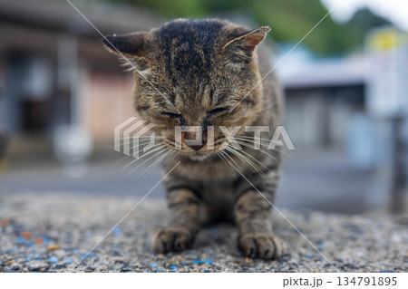 しょんぼりする猫 134791895