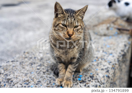 お座りする猫 134791899