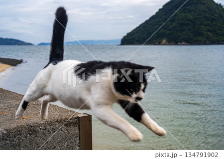 港で遊ぶ猫 134791902