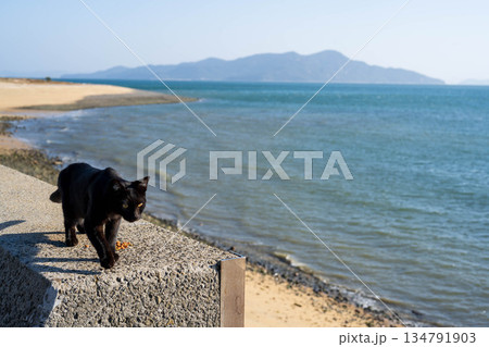 猫と海を見つめる猫 134791903