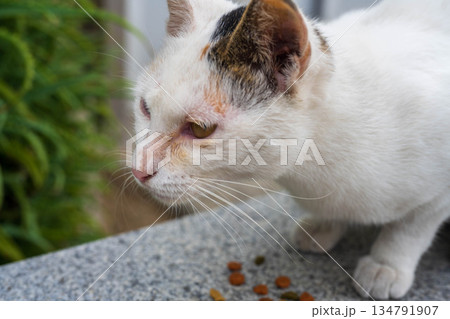 白い猫 134791907