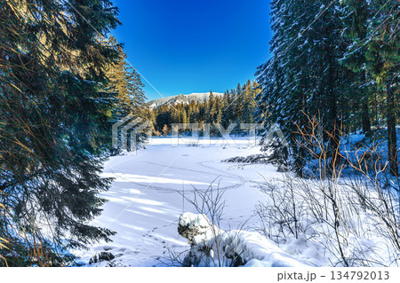 Pristine Winter Landscape with Frozen Lake and Pine Forest 134792013
