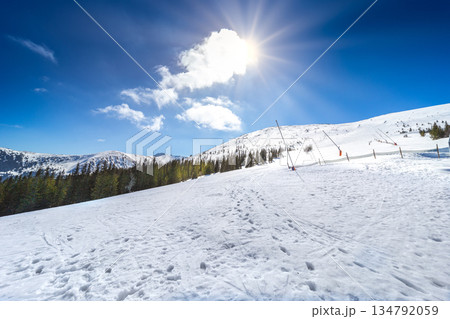 Winter Mountain Slope with Pine Trees and Bright Sun Winter Mountain Slope with Pine Trees and Bright Sun 134792059