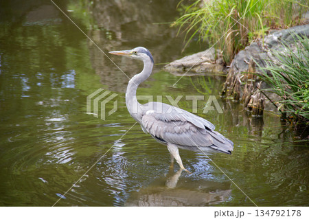 清澄庭園の池で佇むアオサギ 都会の庭園に生きる野鳥の姿 134792178