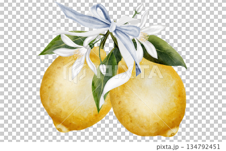 Lemon branch watercolor painting. Hand-drawn illustration of the yellow fruit with a blue ribbon bow on a white background. Clip art for cosmetics and lemon-based product design. Lemon branch watercolor painting. Hand-drawn illustration of the yellow fruit with a blue ribbon bow on a white background. Clip art for cosmetics and lemon-based product design. 134792451