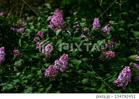Pink and green.Spring branches of purple lilac in garden park Pink and green.Spring branches of purple lilac in garden park 134792452