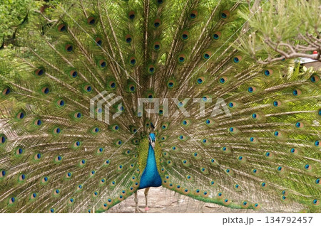 繁殖期にアピールする雄のクジャク1 134792457