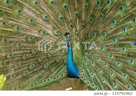 繁殖期にアピールする雄のクジャク6 134792462