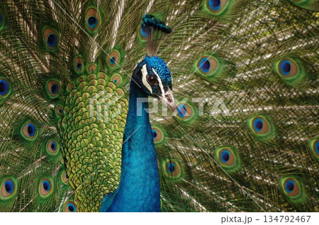 繁殖期にアピールする雄のクジャク2 134792467