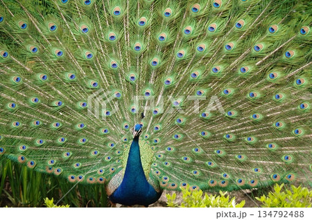 繁殖期にアピールする雄のクジャク17 繁殖期にアピールする雄のクジャク17 134792488