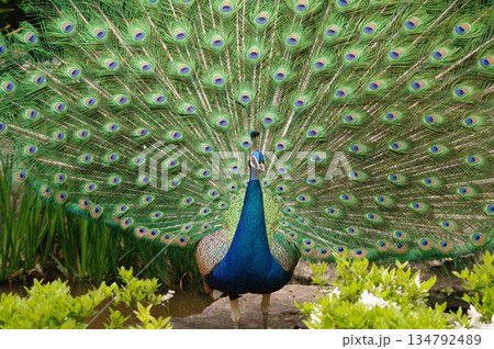 繁殖期にアピールする雄のクジャク16 134792489