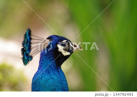 繁殖期にアピールする雄のクジャク14 134792491